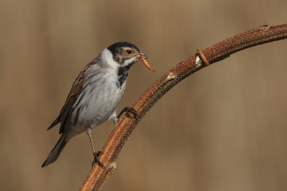 MIGLIARINO DI PALUDE