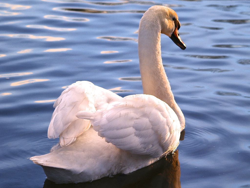 Swan