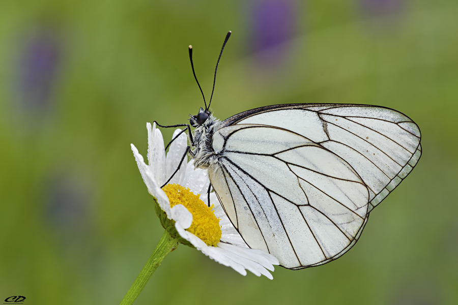 la regina delle margherite..