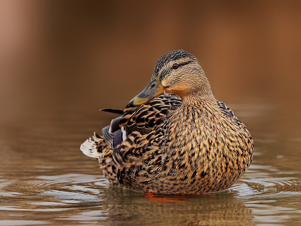 Germano Reale Femmina # 1