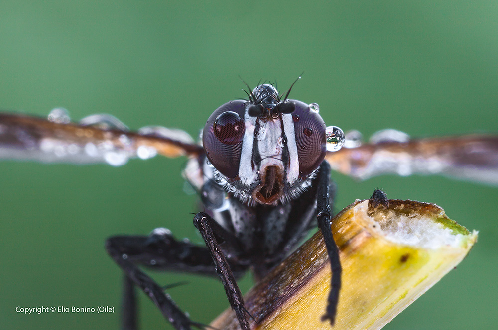 Cylindromyia brassicaria