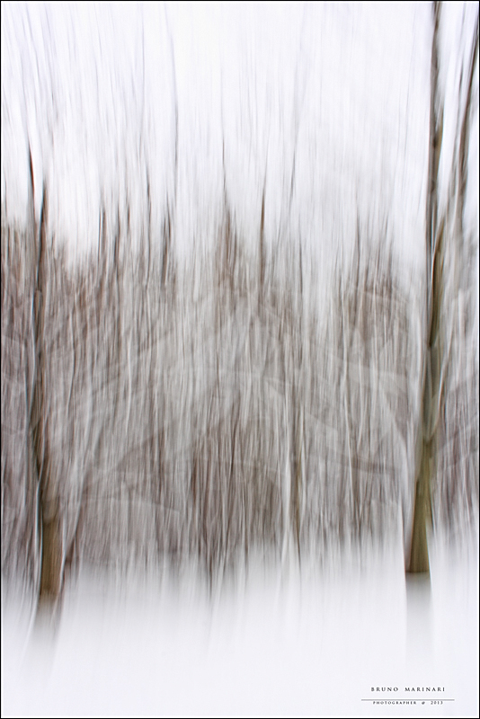 La danza degli alberi