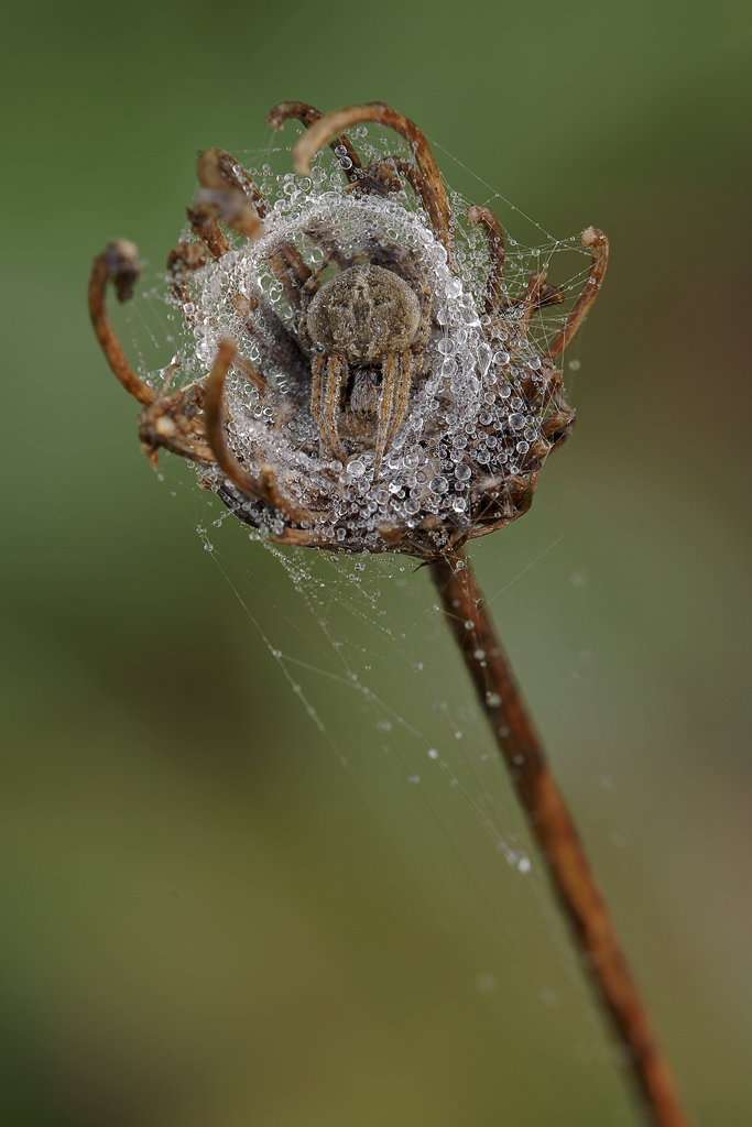 Araneidae Agalenatea Redii