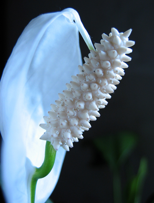 ...Bianco e Acuminato