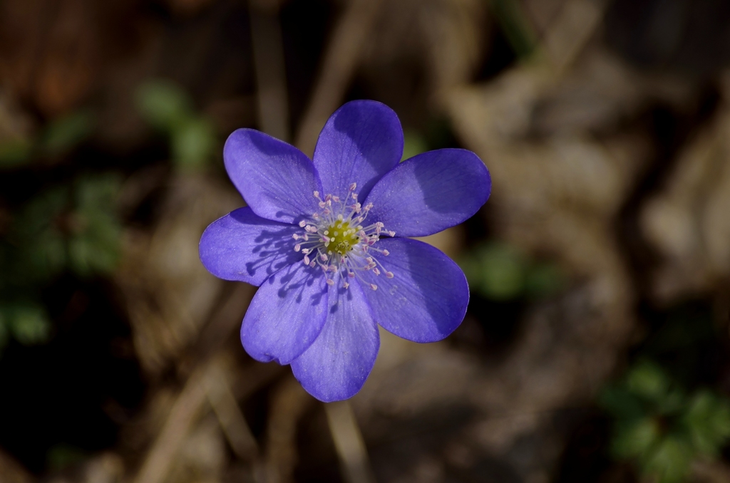 Anemone spontaneo