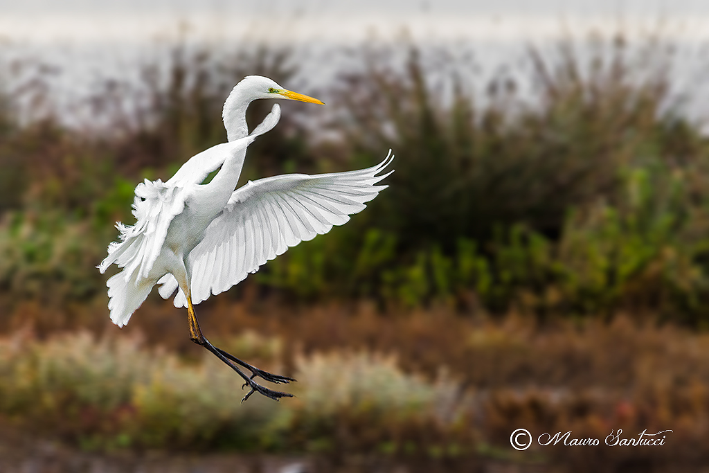 Bianco Maggiore in atterraggio