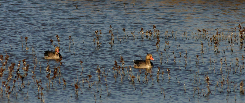 oche selvatiche nel delta del po
