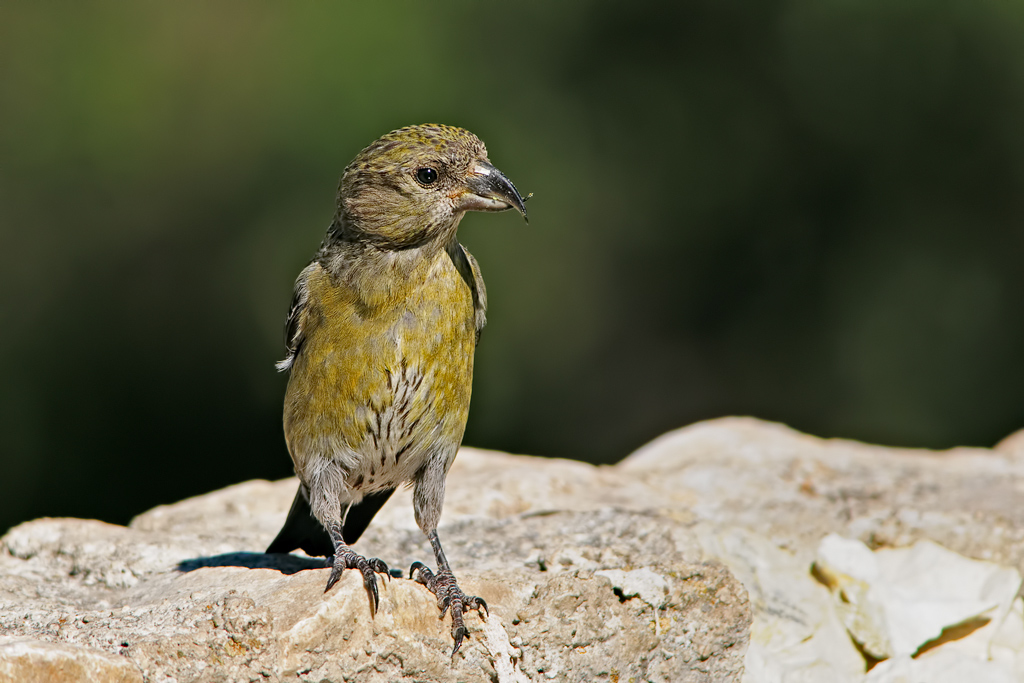 Crociere (Loxia curvirostra)