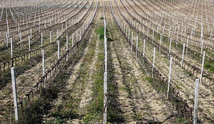 Primavera in fila...ri