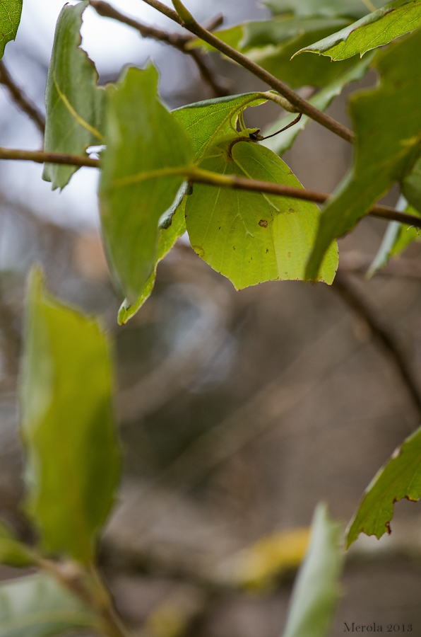 Close up a premio...