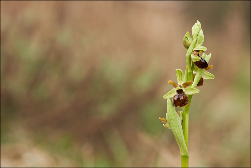 ophrys sphegodes