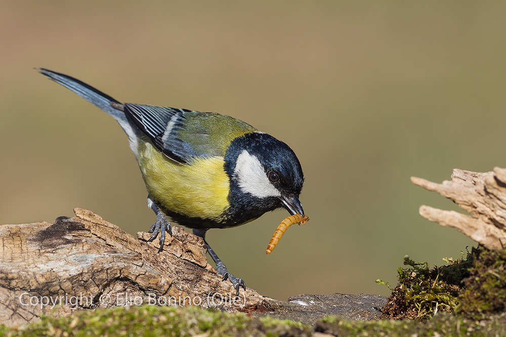 Cinciallegra (Parus major)