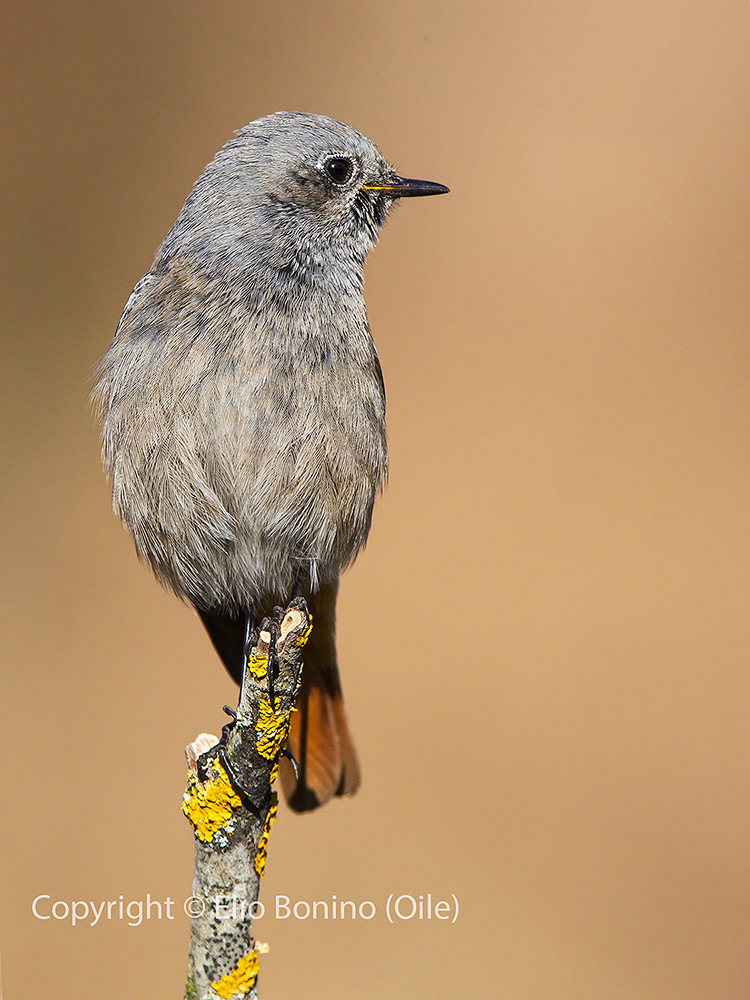 Codirosso spazzacamino  (Phoenicurus ochruros) - femmina