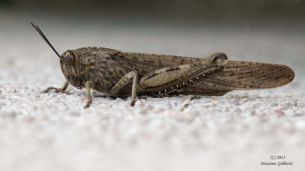 Locusta gigante