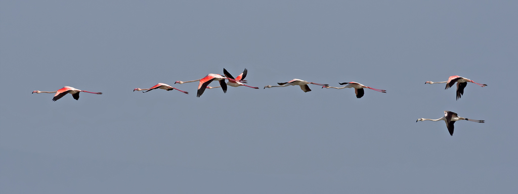 Le ali della libert�