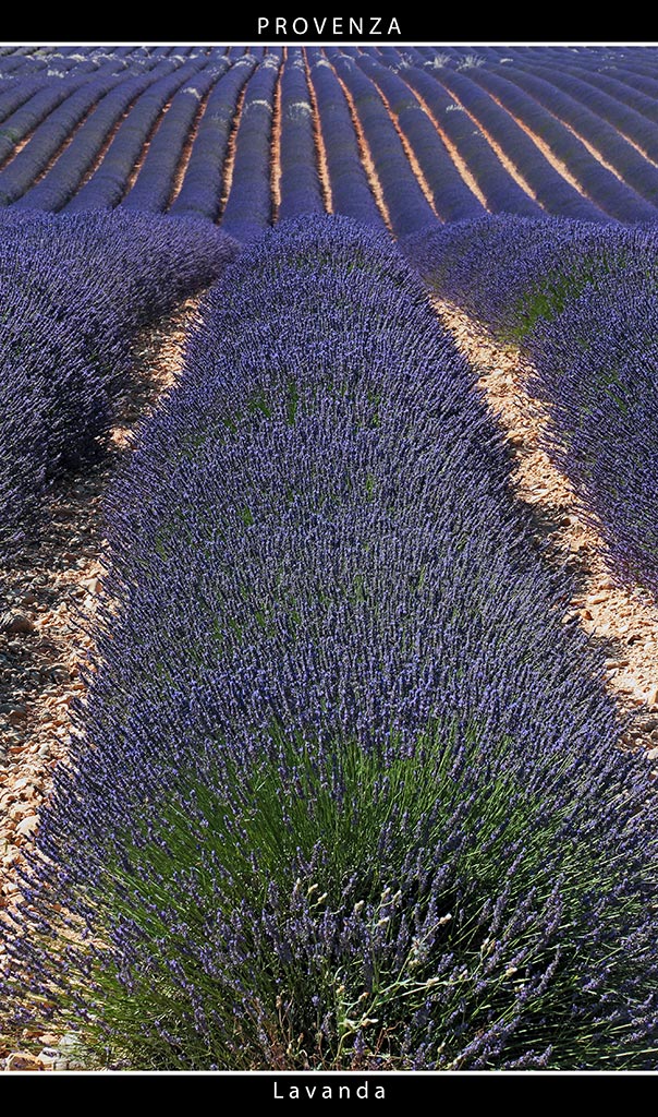 Provenza # 35