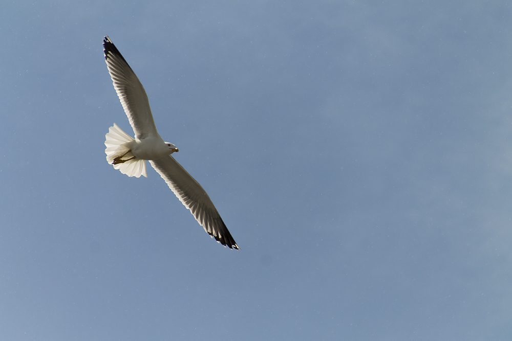 Gabbiano in volo