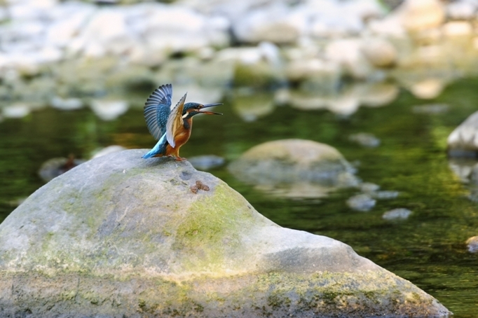 Kingfisher