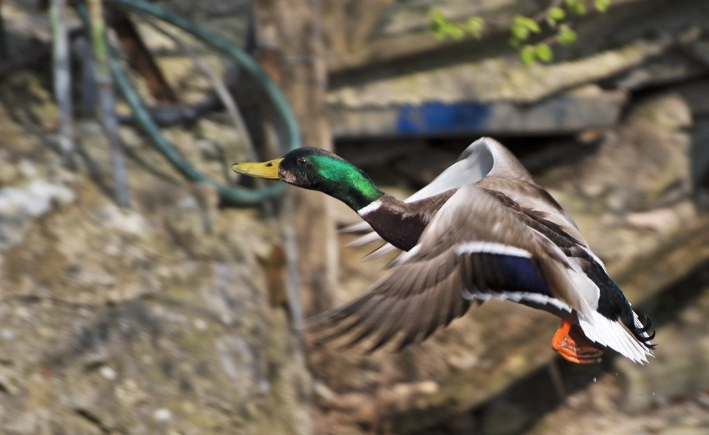 Colpo di "reni" e decollo