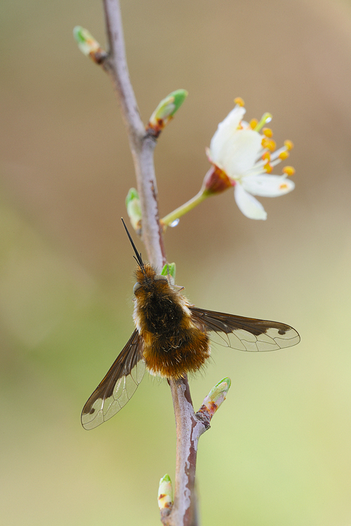 Bombylius major (Linnaeus, 1758)
