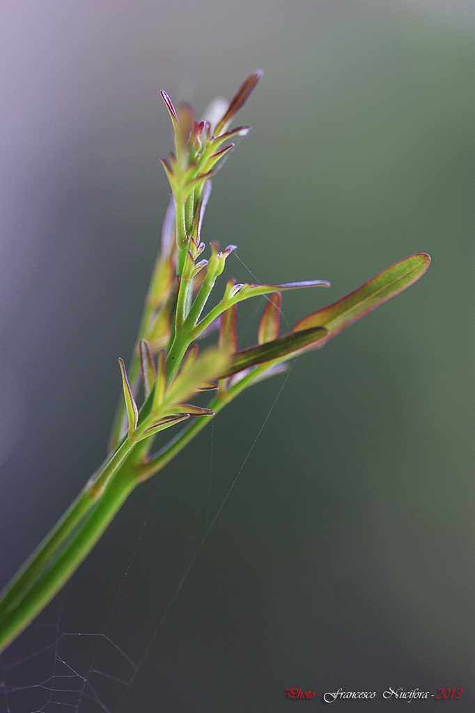 Germoglio di rampicante