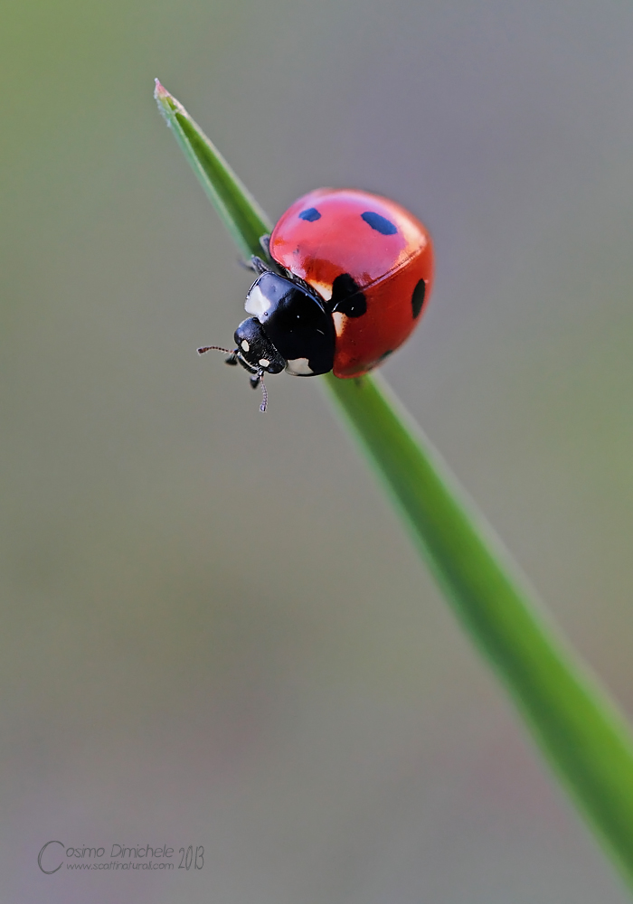 Coccinella