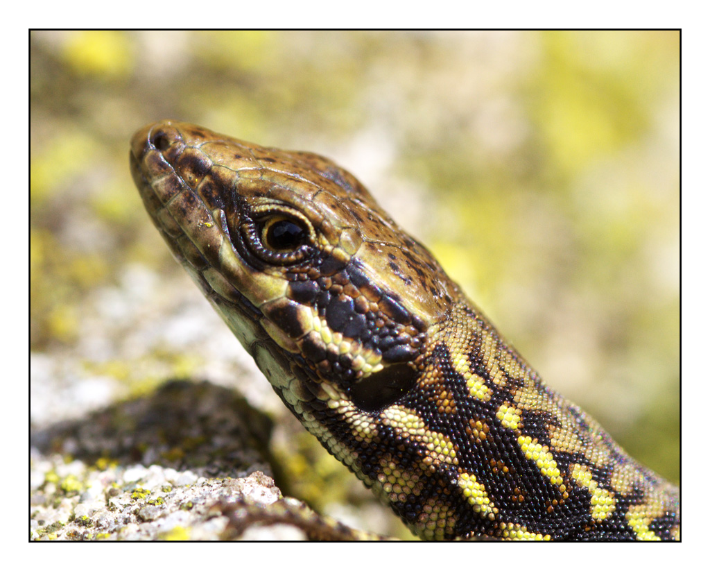 Ehi, dico, sarai mica un mangialucertole !?!