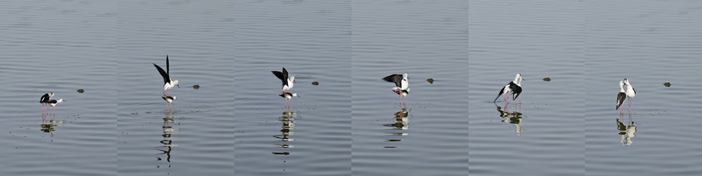 Cavalieri ... in love