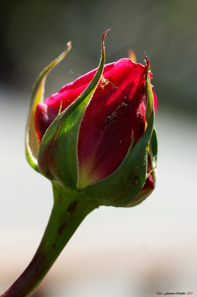 Semplice bocciolo ...