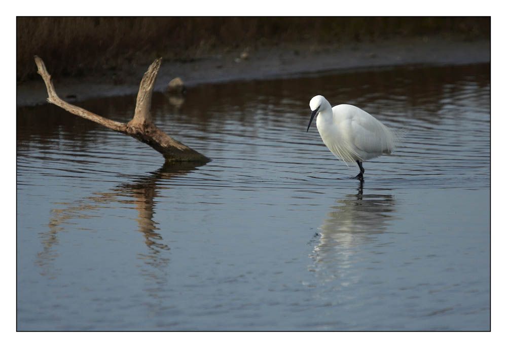 Giusto un'altra garzetta (1)