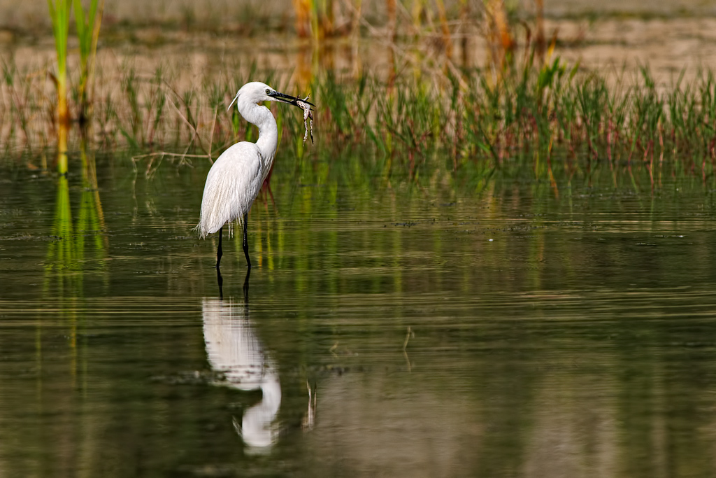 Garzetta (Egretta garzetta)