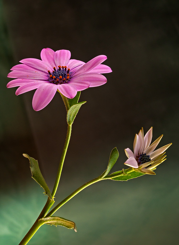 Go.. That's your way