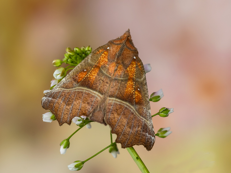 falena (Scolioptery libatrix)