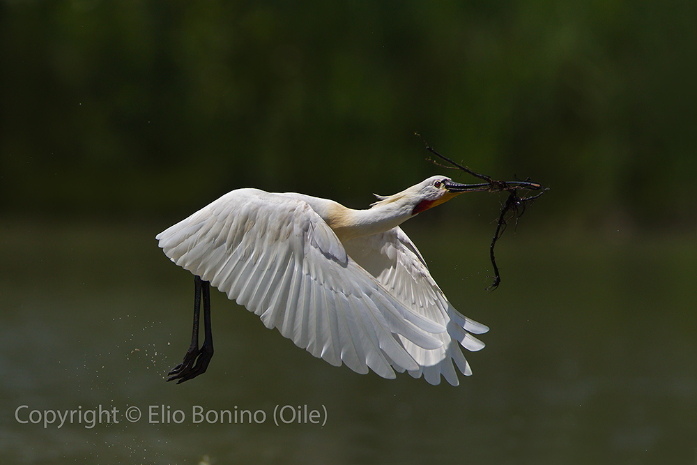 Spatola bianca (Platalea leucorodia)