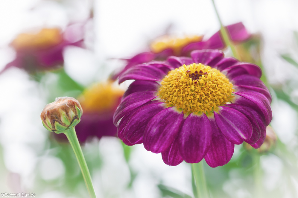 Chi prima e chi dopo...(?)