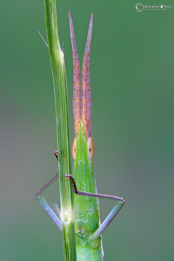 Acrida ungarica (Herbst, 1786)