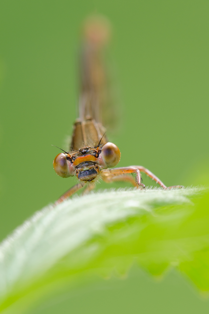 Ritratto di Ceriagrion tenellum