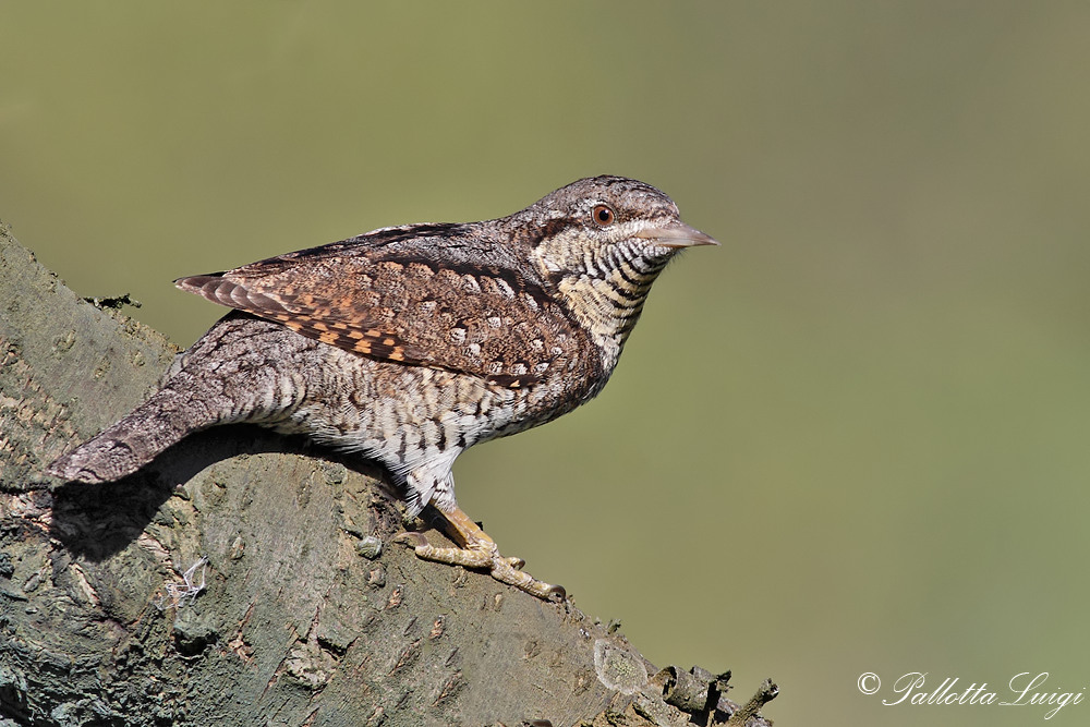 Torcicollo (Jynx torquilla)