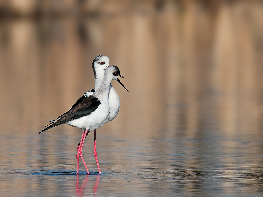 Cavalieri d'Italia # 1