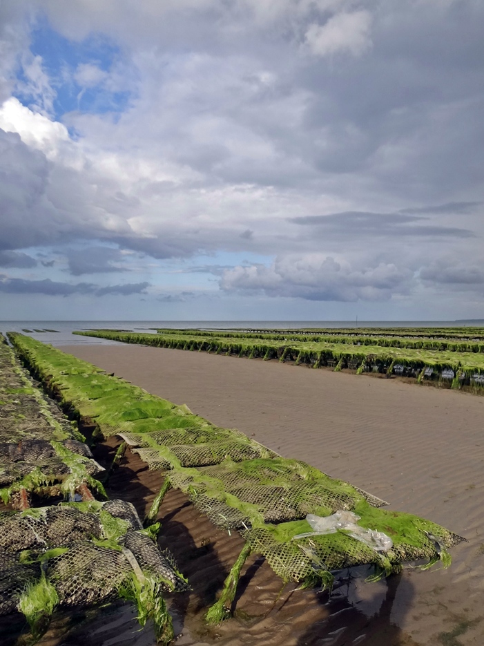 coltivazione di ostriche