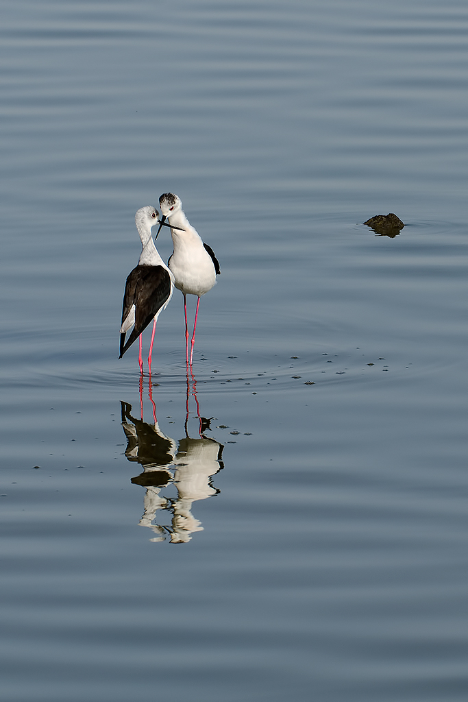 Il tango dei cavalieri