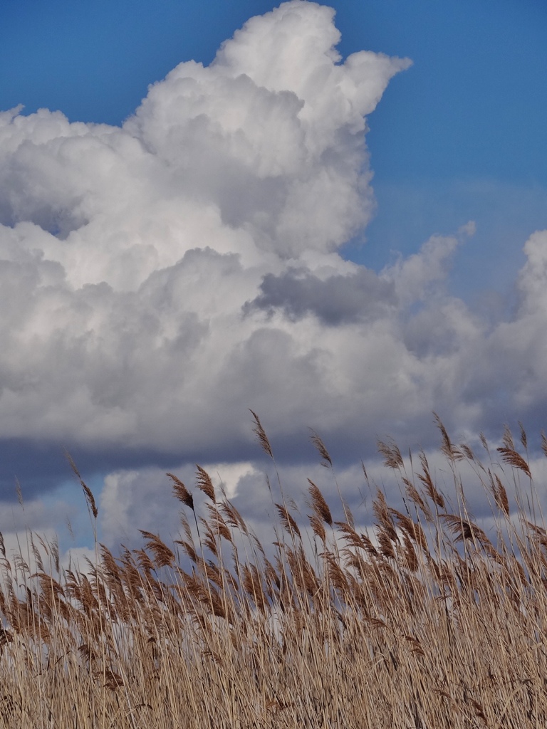 nuvole e spighe