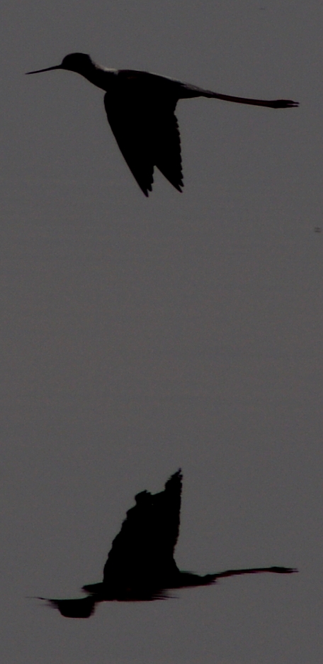 Cavaliere specchiato