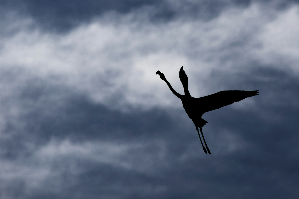 fenicottero (camargue)