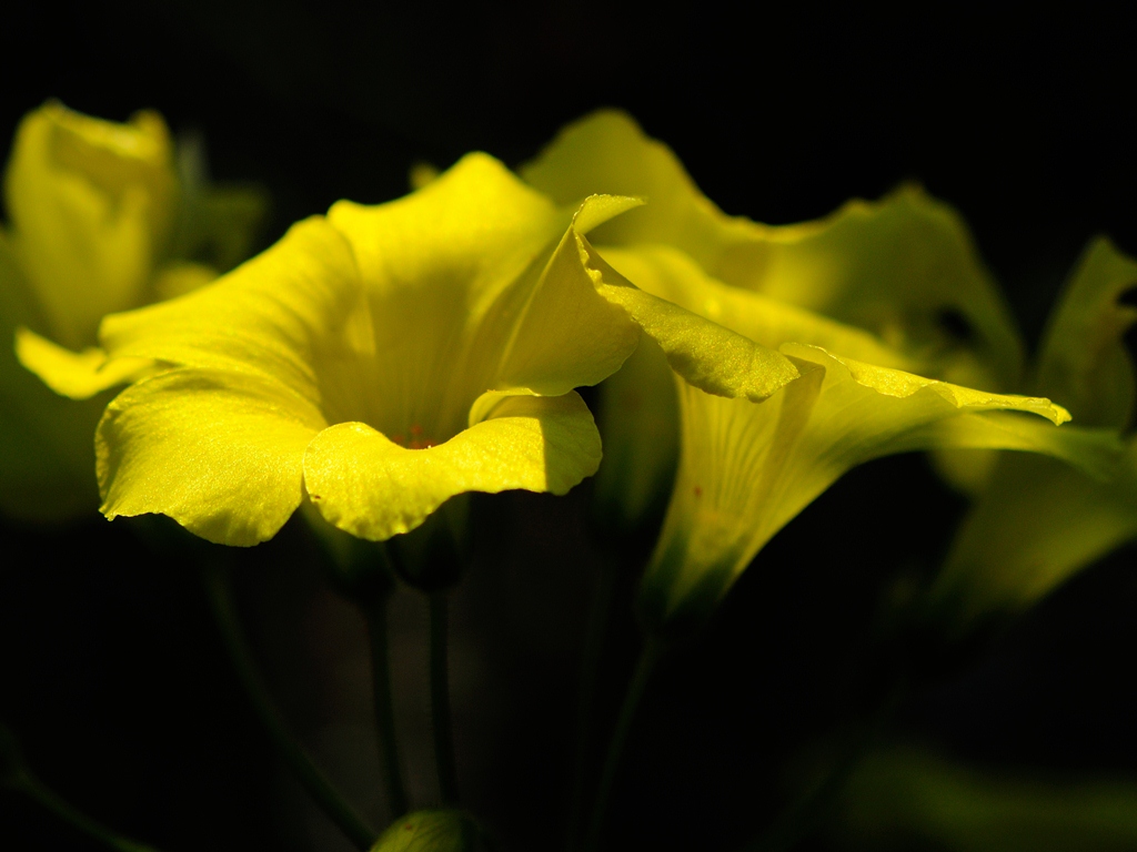 Giallo oro