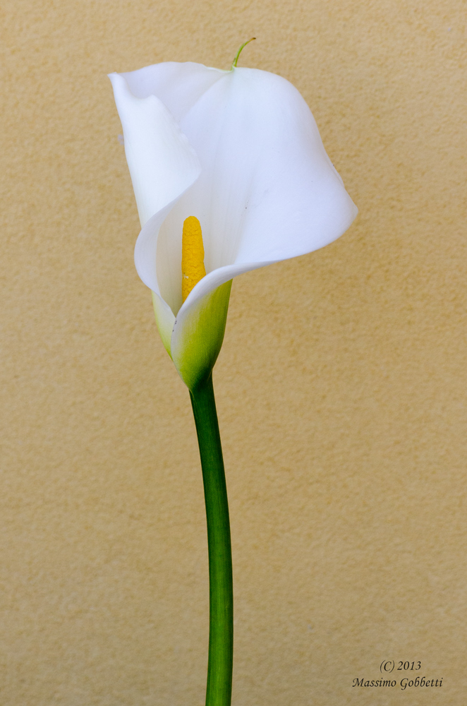 La calla