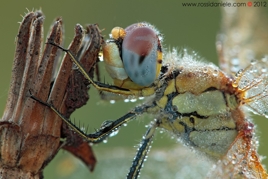 Appesa ad uno scettro...