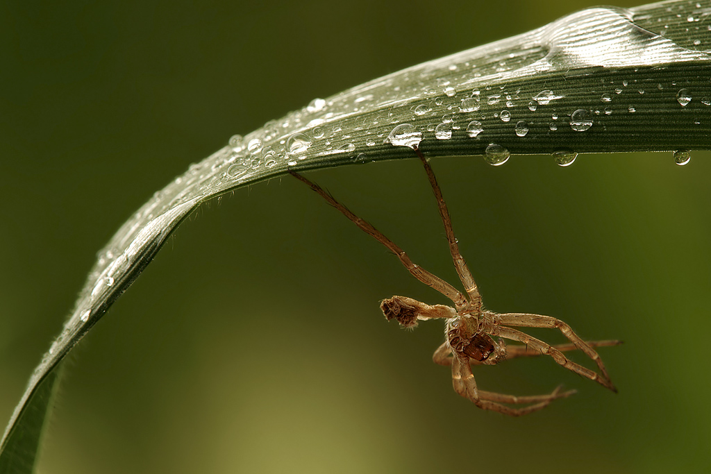 Esoscheletro di Pisaura