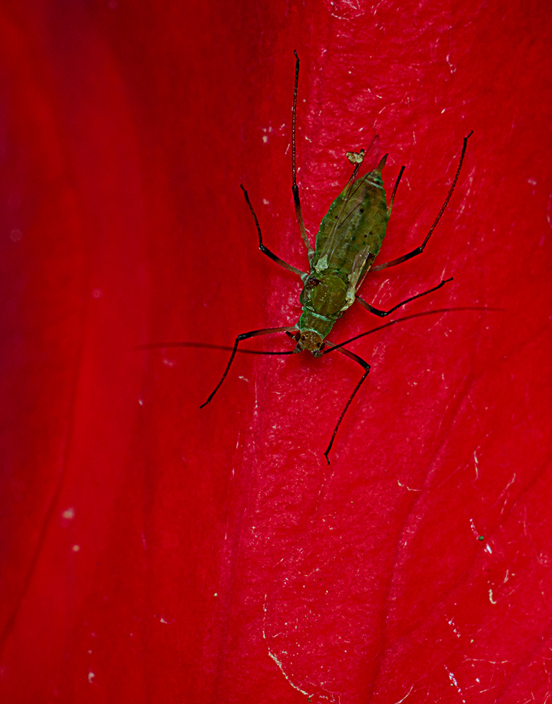 Brevicoryne Brassicae