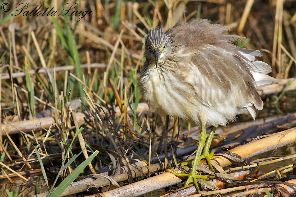 Sgarza ciffetto (Ardeola rolloides)